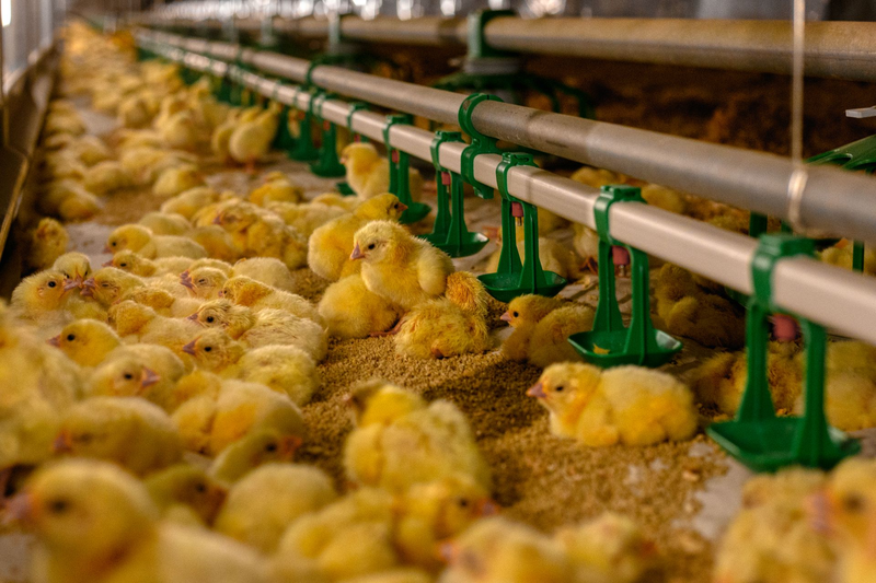 Птицеводческое предприятие «Мираторга» успешно прошло аудит благополучия птицы 