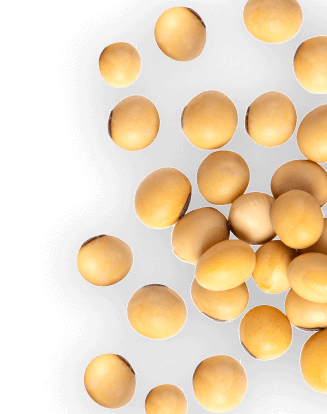Seeds