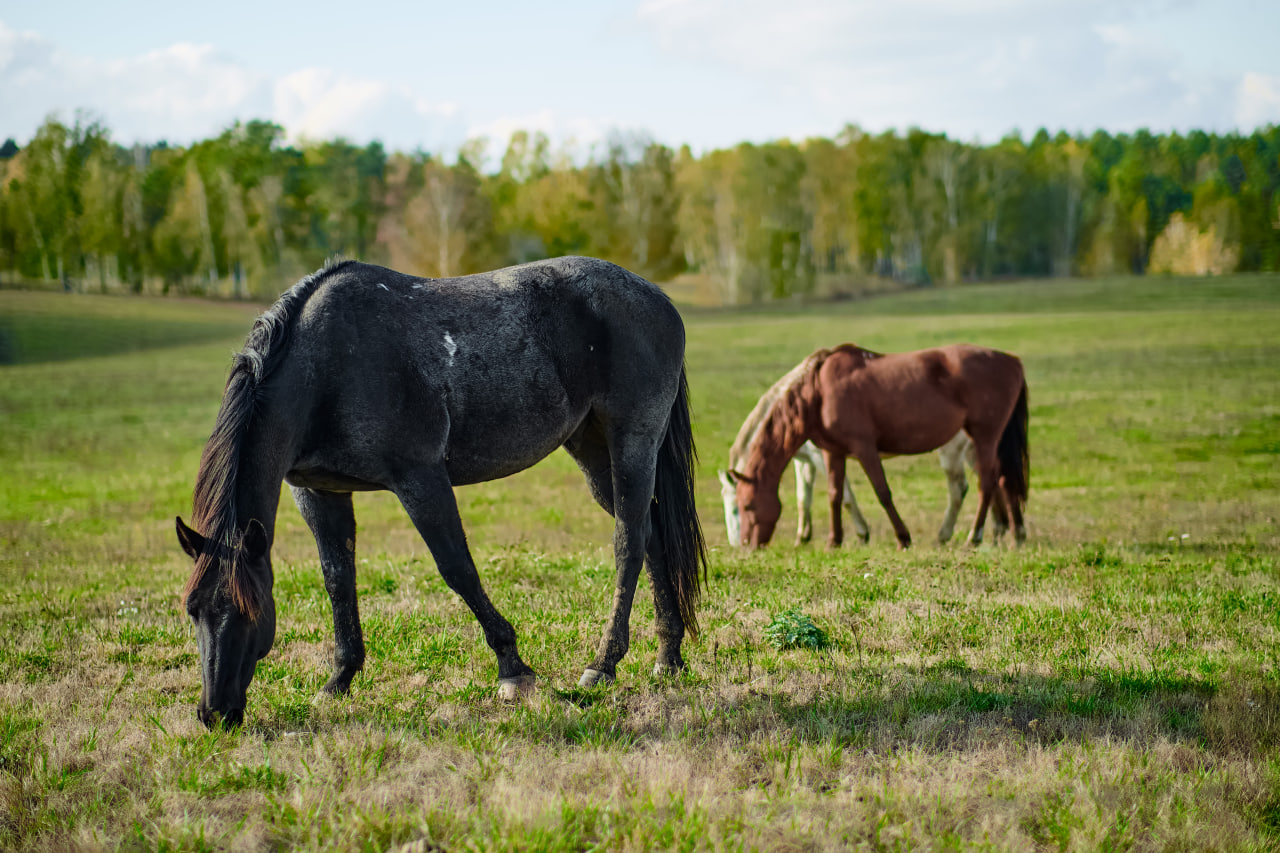 На конеферме «Мираторга» в Брянской области в 2025 году родилось более 50 жеребят