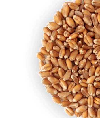 Grain