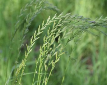 Miratorg products — Piligrim