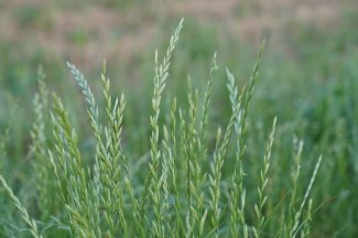 Miratorg products — Guslyar