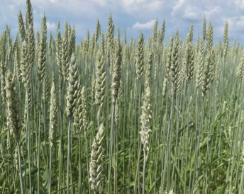Продукция Мираторг — Варден