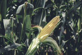 Miratorg products — giperborey
