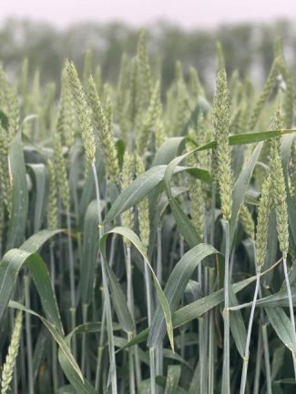Miratorg products — Agrofak 100