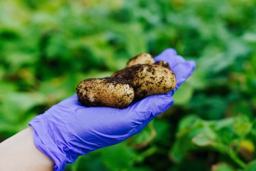 В Калининградской области собрали первый урожай мини-клубней для производства картофеля фри на совместном предприятии «Мираторга» и «Вкусно – и точка»