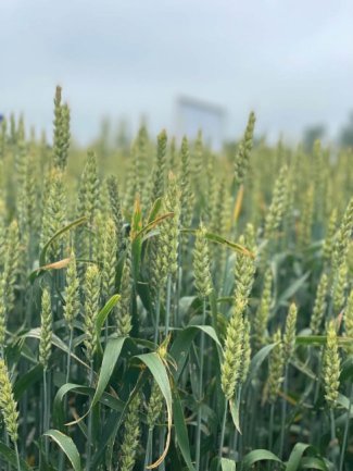Miratorg products — Kuban