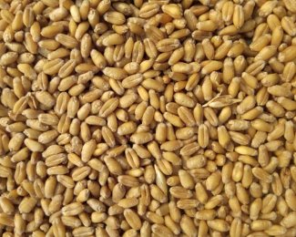 Miratorg products — Wheat 5kl