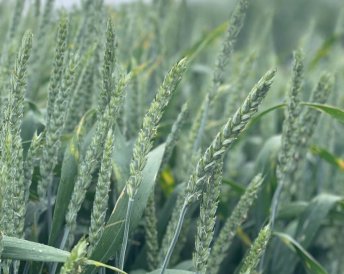 Miratorg products — Pobeda 75