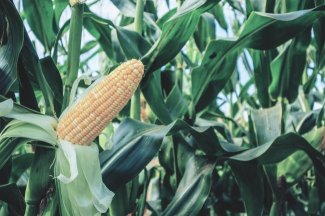 Miratorg products — giperborey
