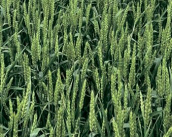 Продукция Мираторг — Стиль 18