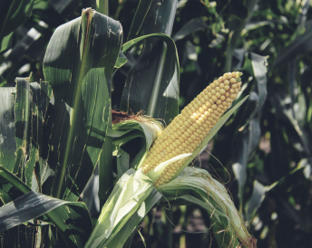 Продукция Мираторг — ГИПЕРБОРЕЙ