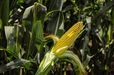 «Мираторг» представил новые гибриды кукурузы международному научному сообществу