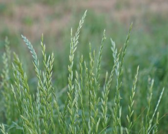 Miratorg products — Guslyar