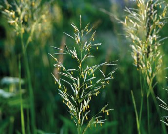 Продукция Мираторг — Бинара