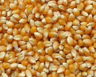 Miratorg products — Corn