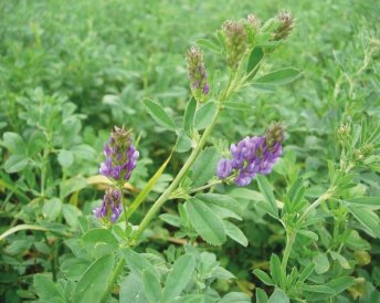 Miratorg products — Vega 87