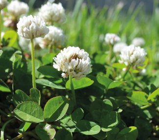 Miratorg products — Belogorsky 1