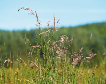 Miratorg products — Reverent