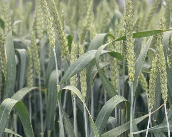 Miratorg products — Agrofak 100