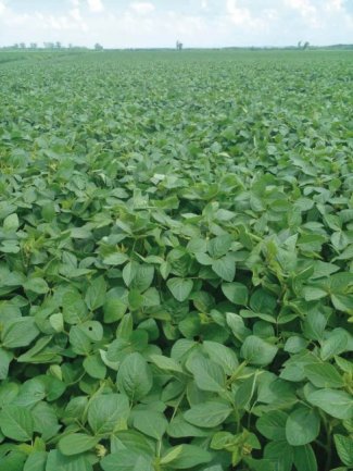 Miratorg products — Sultana