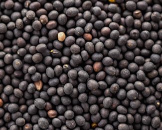 Miratorg products — Rapeseed