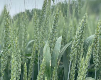 Продукция Мираторг — Гром