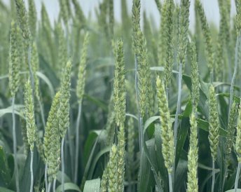 Продукция Мираторг — Собербаш