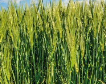 Продукция Мираторг — Квс Ирина