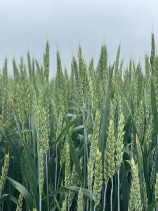 Miratorg products — Shkola