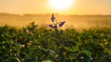 «Мираторг» получил одобрение на проект по развитию селекции картофеля