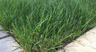 Miratorg products — Brooklawn