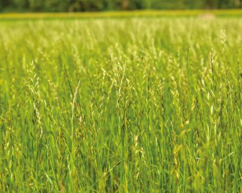 Miratorg products — Duet