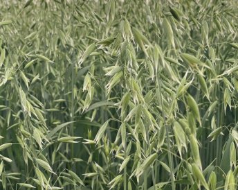 Продукция Мираторг — Майнер