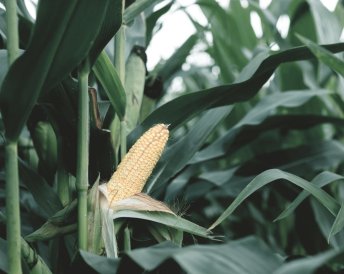 Продукция Мираторг — ПАНДОРА