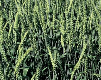 Продукция Мираторг — Кавалерка