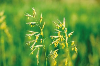 Miratorg products — Otaria
