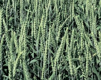 Продукция Мираторг — Алексеич