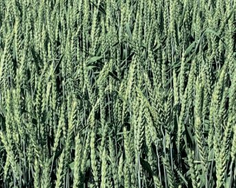 Miratorg products — Timiryazevka 150