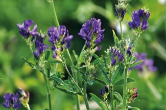 Miratorg products — Belgorodskaya 7