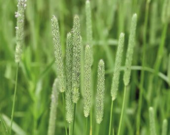 Miratorg products — Leningradskaya 204