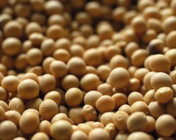 Miratorg products — Lakeview