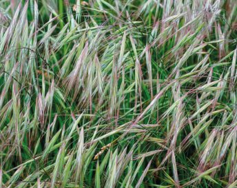 Miratorg products — Penzensky 1