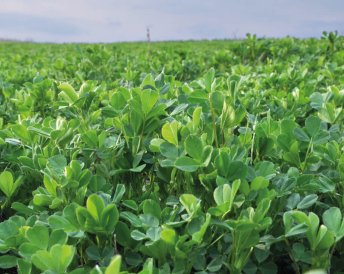 Miratorg products — Viktoriya