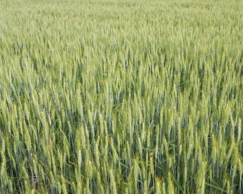 Miratorg products — Fedor