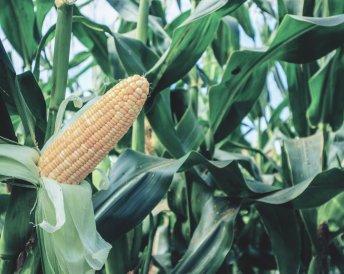 Продукция Мираторг — ИМПЕРРА