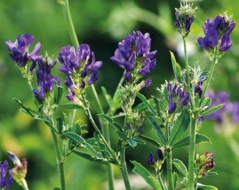 Продукция Мираторг — Белгородская 7