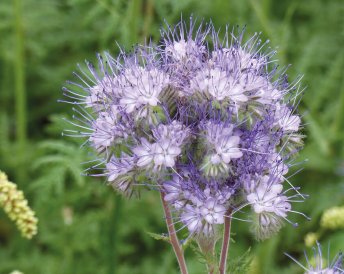 Miratorg products — Dana