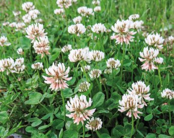 Miratorg products — Merlin