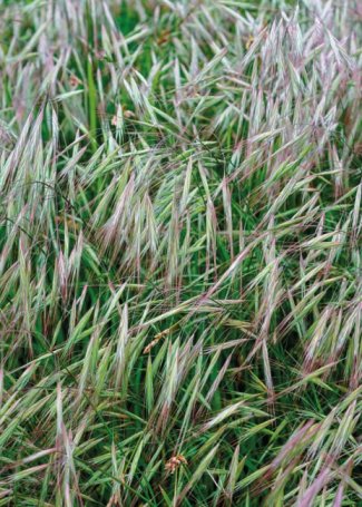Miratorg products — Penzensky 1